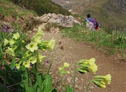 Laghi di Ponteranica dai Piani dell’Avaro con splendide fioriture – 9 giugno 25 - FOTOGALLERY